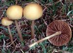 Agrocybe pediades - fungi species list A Z